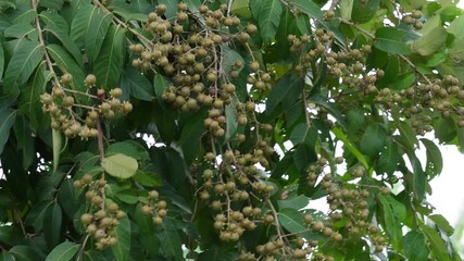 A branch of a Longan tree bearing unripe fruits, swaying against the mild breeze
