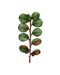 Watercolor illustration of autumn barberry branch. for autumn arrangements, botanical designs, seasonal prints, nature themed invitations and DIY projects.