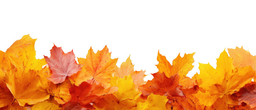 Fototapeta Beautiful colorful autumn maple leaves arranged in horizontal border isolated on transparent background