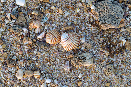 Shells and rock in the coast