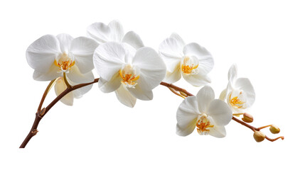 Orchid isolated twig of white orchid on transparent background

