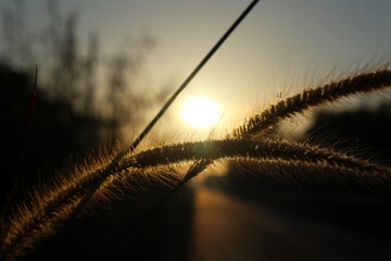 Golden hour illumination capturing serene grass blades with the warm glow of sunset creating a