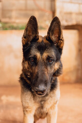Close-up of a German Shepherd with an alert look, in an outdoor setting with blurred background