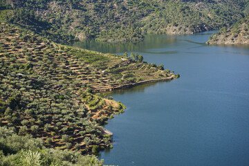 Vineyards and olive trees at Tua Valley, Portugal