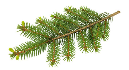 Isolated Fir Tree Branch