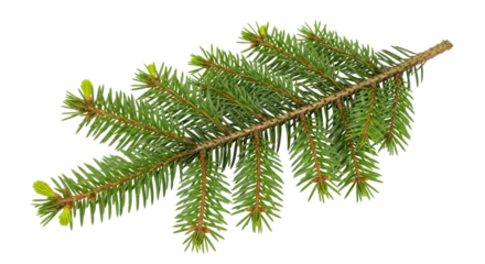 Isolated Fir Tree Branch