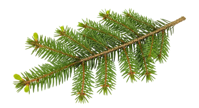 Isolated Fir Tree Branch