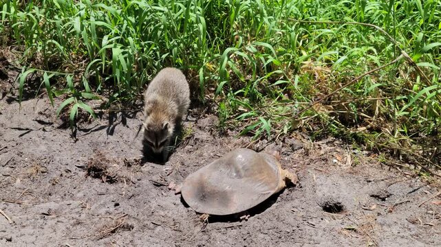 Raccoon Feeds on Softshell Turtle Eggs in Florida Wetland