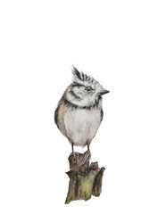 crested tit