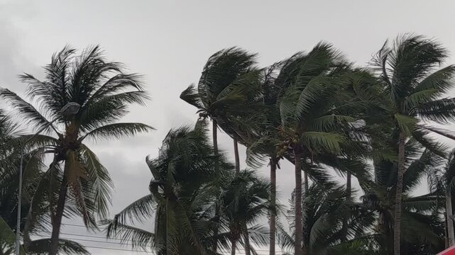 Powerful tropical storm showing danger of hurricane weather. coconut palm tree battles strong wind, bending chaotically against turbulent and dramatic grey sky.