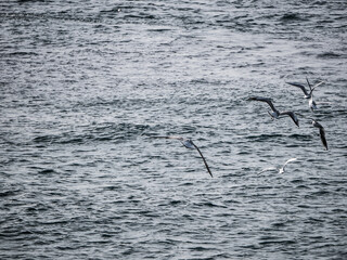 Seagulls flying over the rippling sea surface in Istanbul, Turkey
