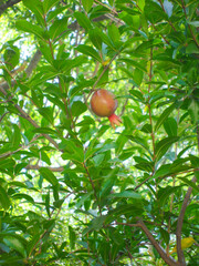 Pomegranate in the garden in Armenia