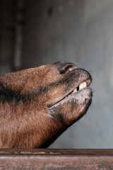 Dettaglio sul muso di una capra in una stalla.