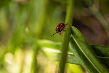 Lily of the Valley Beetle, Maiglöckchenhähnchen Lilioceris merdigera