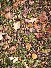 A natural woodland scene showcasing seasonal change, perfect for illustrating fall, nature, forest, or woodland themes. Rich in texture and color, ideal for backgrounds or environmental concepts.