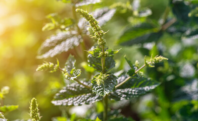 Macro shot of peppermint leaves.