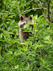 Curious raccoon peeking through dense green foliage in natural forest environment