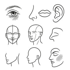 Facial Feature Sketches. Line style icons of facial sketch studies: eye with shading lines, nose contour sketch, lips outline, ear