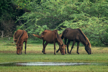 Fototapeta premium feral horses in the wild at point calimere wildlife sanctuary