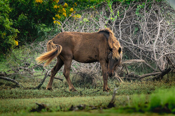 feral horses in the wild at point calimere wildlife sanctuary