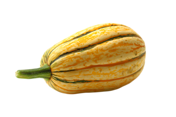 Striped Delicata Squash