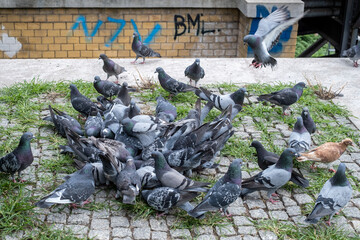 Feeding pigeons