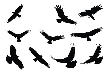 Silhouetted Hawks in Flight A Study of Bird Movement and Wing Positions in Graphic Black and White
