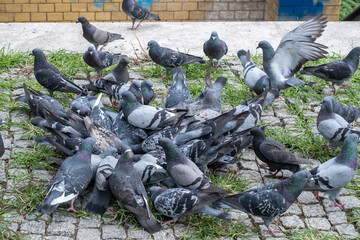 Feeding pigeons