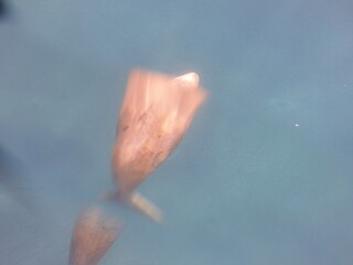 dugong (Dugong dugon) is a large, herbivorous marine mammal belonging to the order Sirenia, closely related to manatees. Found in warm coastal waters from East Africa to Australia, including the Red S