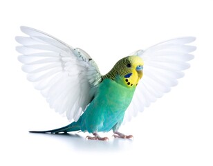 Budgie in flight against white