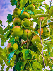 Fresh Green Apples Growing on a Tree Branch Surrounded by Lush Leaves - High-Resolution Nature Photography Perfect for Digital Backgrounds, Social Media, and Healthy Living Visuals