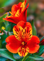 Red and Yellow Alstroemeria Flowers in Bloom - High-Resolution Floral Photography Ideal for Digital Backgrounds, Social Media, and Vibrant Visual Content