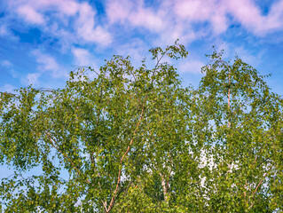 Lush Green Birch Tree Foliage Against a Vibrant Blue Sky with Soft Clouds - High-Resolution Nature Photography Perfect for Digital Backgrounds and Creative Visual Content