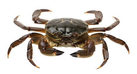 Isolated Crab with Claws