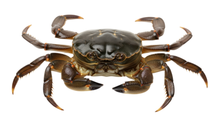 Isolated Crab with Claws
