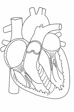 Black line illustration of the anatomy of the human heart cross-section