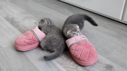 Two Scottish Fold kittens playing with slippers at home