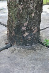 Symbiotic existence between resilient tree and concrete, demonstrating nature's tenacious