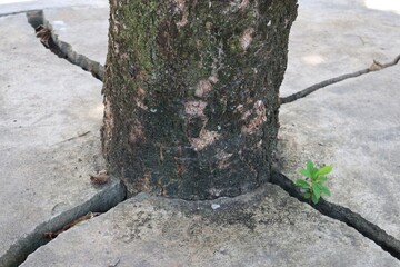Resilience of Nature Concrete Cracks and a Sprout Symbolizing Perseverance