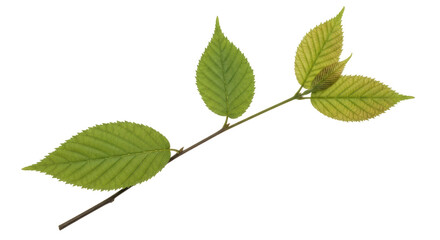 Isolated green leaves stem