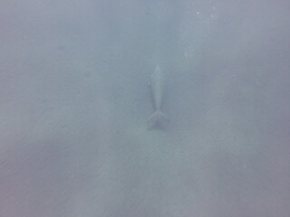 dugong (Dugong dugon) is a large, herbivorous marine mammal belonging to the order Sirenia, closely...