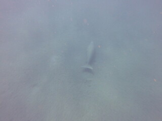 dugong (Dugong dugon) is a large, herbivorous marine mammal belonging to the order Sirenia, closely...