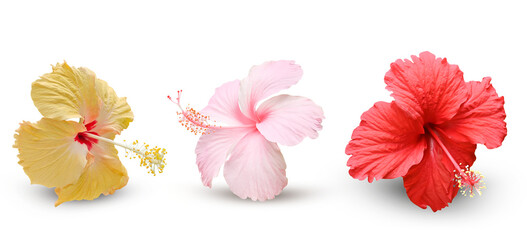 Pink red  orange color Hibiscus Blooming Flower  ( Blooming Chinese Rose Plant )on a transparent..