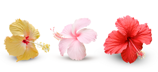 Pink red  orange color Hibiscus Blooming Flower  ( Blooming Chinese Rose Plant )on a transparent..