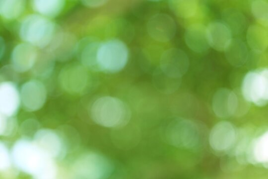 Abstract green background of nature, soft focus bokeh lights representing freshness, vitality and