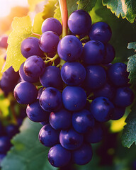 A bunch of ripe, dark purple grapes hanging on a vine.