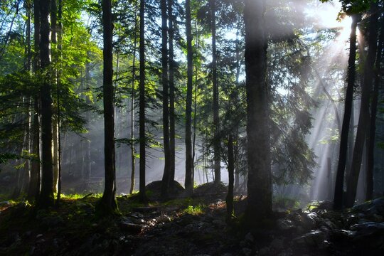 Beautiful misty forest with rays of sun shining through