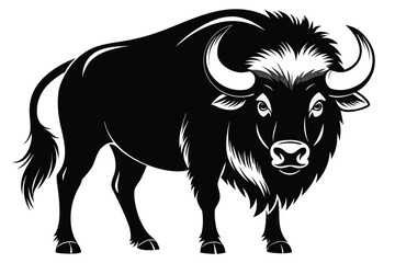 The solitary black bull bison grazes peacefully, standing proudly in the isolated field