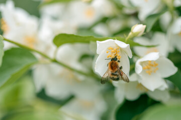 A bee is hovering over a white flower