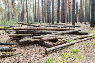 sawn tree trunks in the woods among the trees
